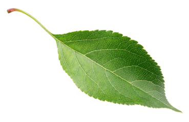 Green apple leaf isolated on transparent background
