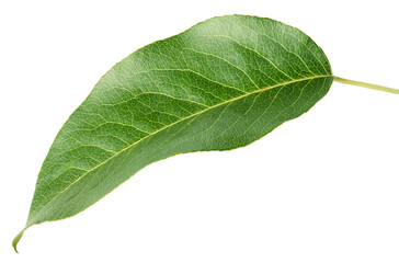 Green pear leaf isolated on transparent background