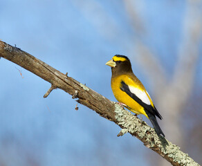 Evening Grosbeak - male perched on a lichen-covered branch with blue sky and forest habitat in the background ..... Evening Grosbeaks are in the Finch family of birds