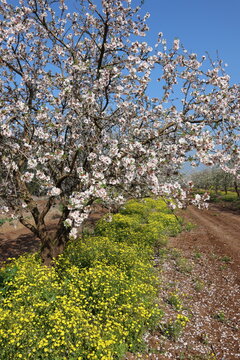 magnificent flowering almond tree gardens in a kibbutz in northern Israel
