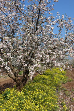 magnificent flowering almond tree gardens in a kibbutz in northern Israel