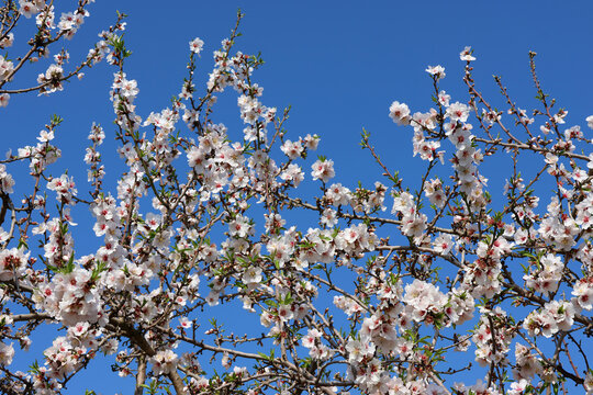 branch of blossoming almond tree close-up