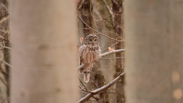 Ural owl strix uralensis perching on tree