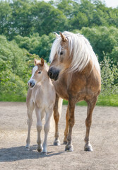 Haflinger horses, mare with young foal standing side by side, the mother turns to its baby horse - obrazy, fototapety, plakaty