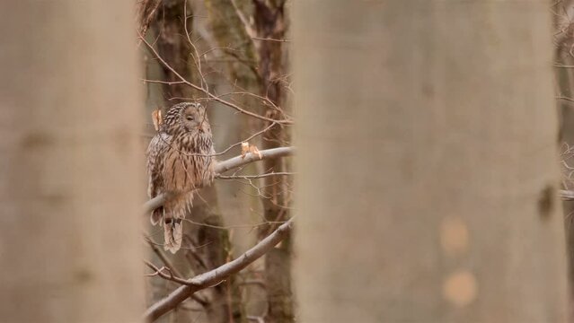 Ural owl strix uralensis perching on tree
