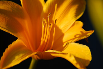 Makro von einer Blüte der Feuerlilie.