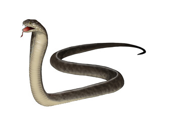 Illustration of king cobra isolated on white background 