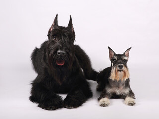 riesenschnauzer & mittelschnauzer