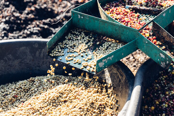 Coffee cherry pulping machine farmer. coffee bean machine process. Dry organic beans in coffee...