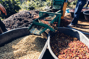 Coffee cherry pulping machine farmer. coffee bean machine process. Dry organic beans in coffee...
