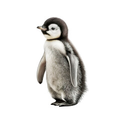 penguin isolate on background - obrazy, fototapety, plakaty