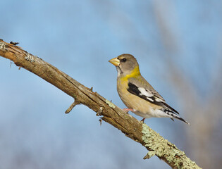 Evening Grosbeak - female perched on a lichen-covered branch with blue sky and forest habitat in the background ..... Evening Grosbeaks are in the Finch family of birds