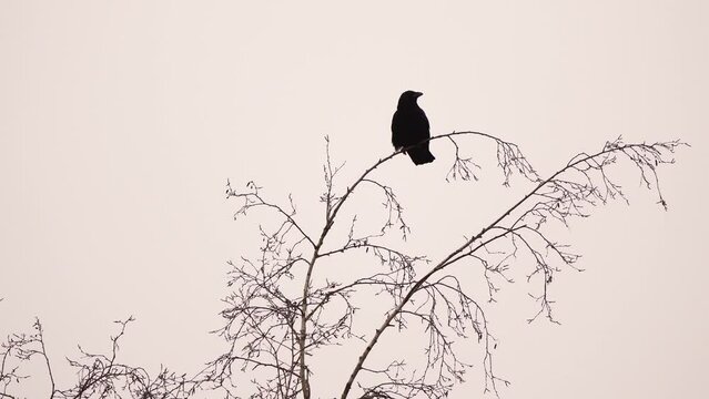 A carrion crow (Corvus corone) sitting in the top of a tree in winter