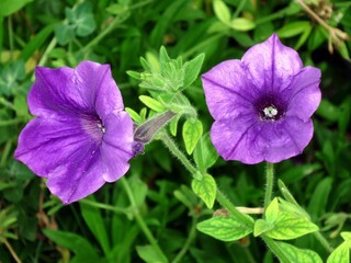 purple flower in the garden