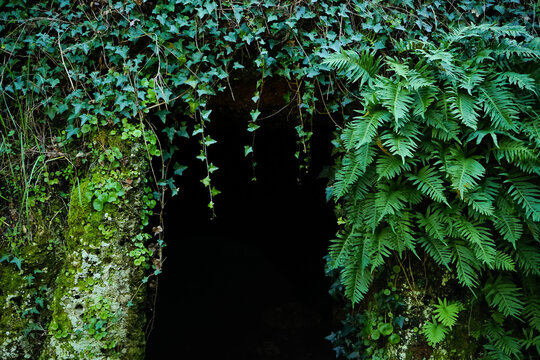 Green door to a cavern full of ivy and ferns