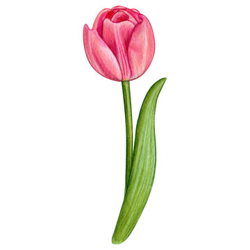 watercolor hand drawn colorful tulip