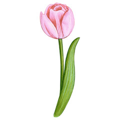 watercolor hand drawn colorful tulip