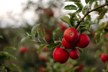 red apples on a tree
