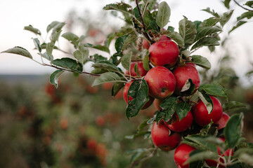Obraz premium red apples on a tree