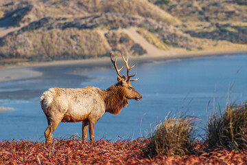 bull elk in the mountains