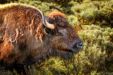 american bison in park national