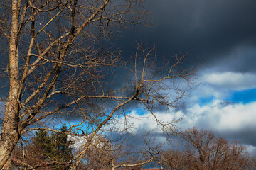 Baumkrone, schnelles Wetter, Wolken bizarr 