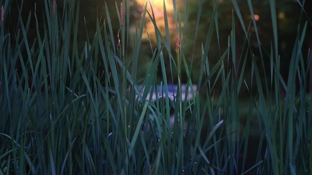sedge and pond
