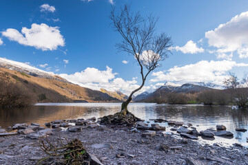 Classic shot of lone tree on Llyn Padarn in Llanberis north Wales