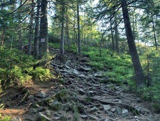 Forest path with stones and tree roots in mountain area with route tips for hikers