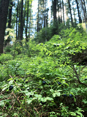 Blueberry bushes grow in a mountain forest