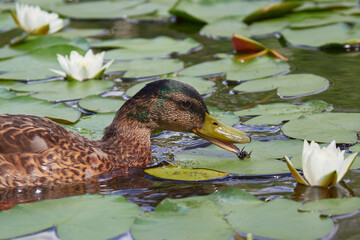 Duck hunts and eats big insect in water lily pond.