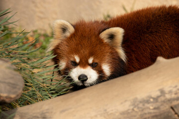 Close up Red Panda, Lesser Panda