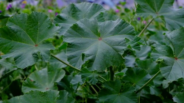 foglia di malva