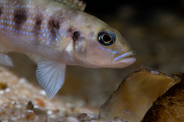 Lepidiolamprologus hecqui, Schneckenbuntbarsch