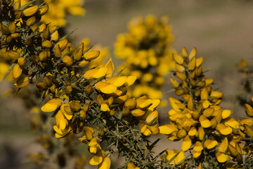 Closeup of bright yellow gorse wildflowers. selective focus - Ulex