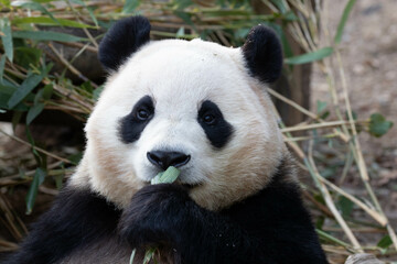 Close up a portrait of Cute Panda in Korea