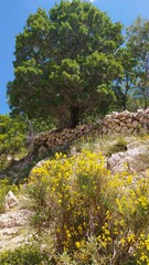 pine tree in the mountain