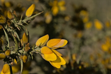 Closeup of bright yellow gorse wildflowers. selective focus - Ulex