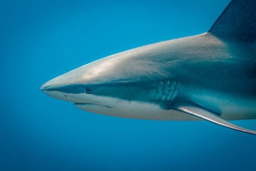 Caribbean Reef Shark Closeup
