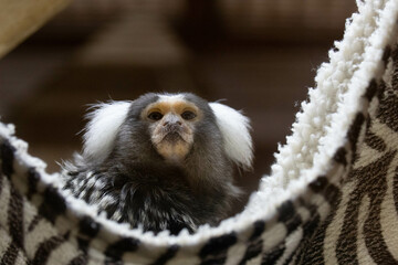 Close up Little Marmoset Monkey in Black and white Cradle