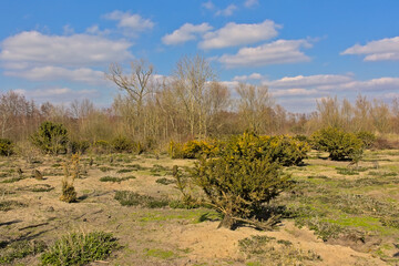 Gorse bushes and bare trees under a blue sky with fluffy clouds in Kalkense Meersen nature reserve, Schellebelle, Flanders, Belgium 