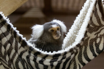 Close up Little Marmoset Monkey in Black and white Cradle