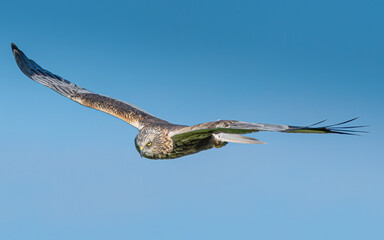 Western Marsh Harrier, Nadwiślańskie Urzecze