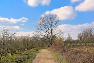 Fototapeta na wymiar Hiking trail along meadows with bare trees trees under a blue sky with clouds in Kalkense meersen nature reserve, Weteren, Flanders, Belgium
