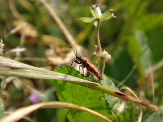 Cinnamon bug, black and red squash bug (Corizus hyoscyami) walking on a green leaf
