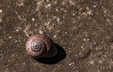 Colorful snail shell on a cement floor.