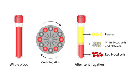 Blood centrifugation. Platelets, red blood (erythrocytes) and white blood cells (leukocytes). Platelet-rich plasma (prp).Medical test tube, Glassware or flask. Vector educational illustration.