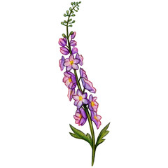 Obraz premium watercolor hand drawn delphinium flower branch