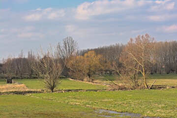 Meadow with bare winter trees and golden reed under a blue sky with clouds in Kalkense meersen nature reserve, Weteren, Flanders, Belgium 