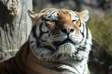 close up Siberian Tiger, Amur Tiger